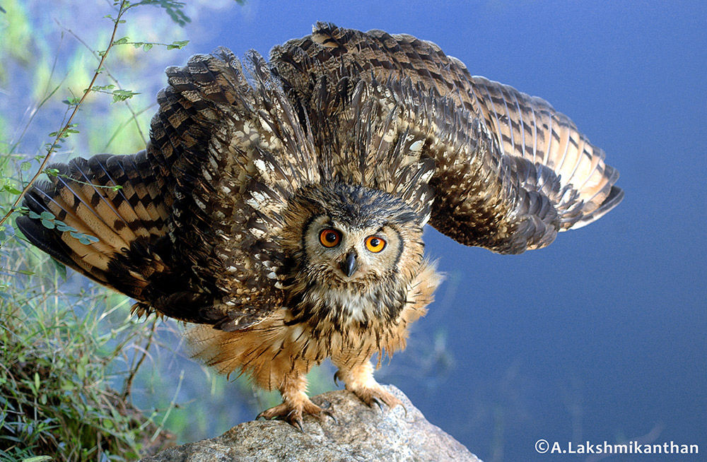 Indian-eggle-owl