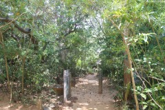 Pitchandikulam-forest-10