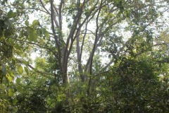Pitchandikulam-forest-11