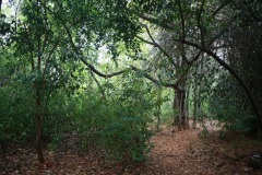 Pitchandikulam-forest-15