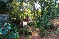 Pitchandikulam-forest-17