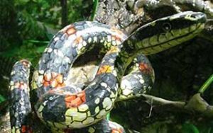 Niligiri Biosphere Nature Park, Anaikatti (near Coimbatore)