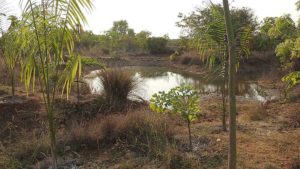 Nadukuppam water retention landscape