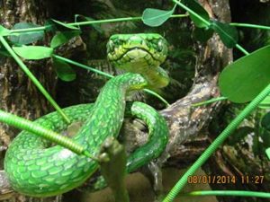 Snake Park, Chennai