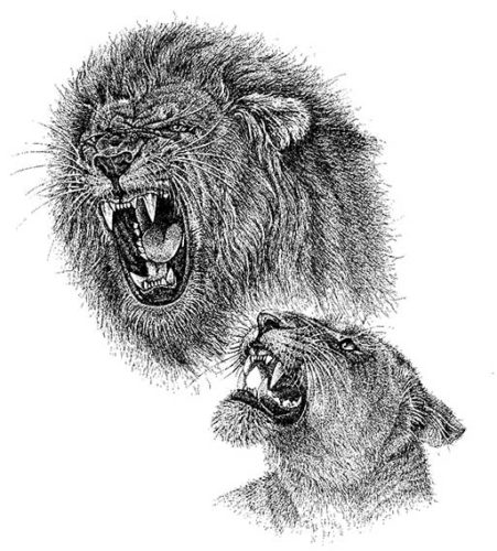 World Wildlife Fund (WWF)