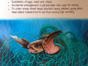 Marine Turtle Centre