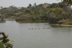 adyar_ecopark_08