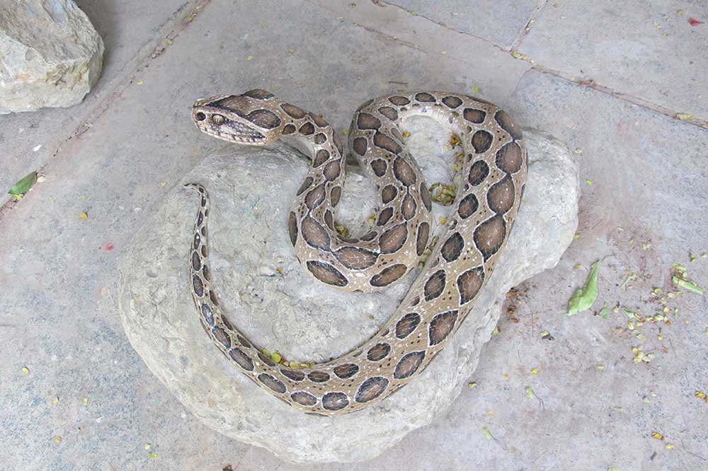 Pitchandikulamforest_artworks (12)