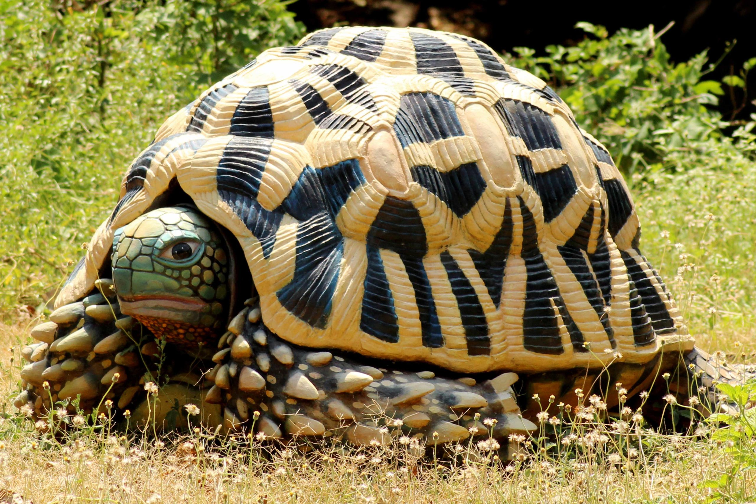 Pitchandikulamforest_artworks (16)