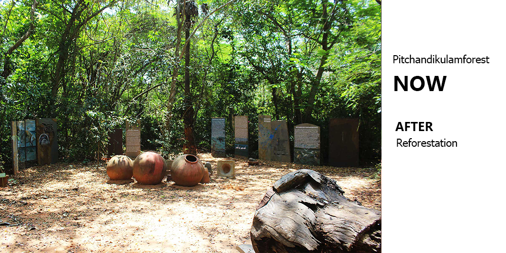 pitchandikulamforest_after